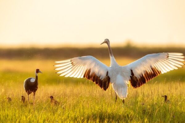 Las grullas ‘bailan’ al atardecer en los campos de Daqing 🐦✨ Las_grullas__bailan__al_atardecer_en_los_campos_de_Daqing___
