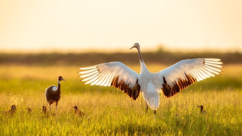 Las_grullas__bailan__al_atardecer_en_los_campos_de_Daqing___