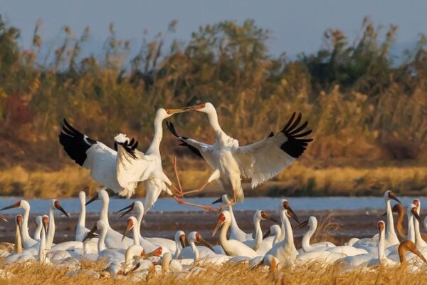 🐦 Las grullas siberianas regresan al lago Poyang de China para el invierno __Las_grullas_siberianas_regresan_al_lago_Poyang_de_China_para_el_invierno