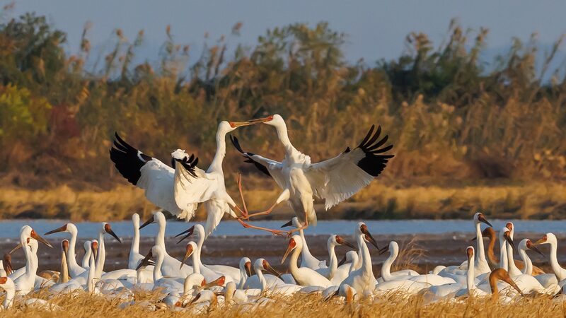 __Las_grullas_siberianas_regresan_al_lago_Poyang_de_China_para_el_invierno