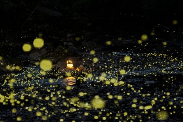 Las_lucie_rnagas_anuncian_el_romance_de_verano_en_Sichuan