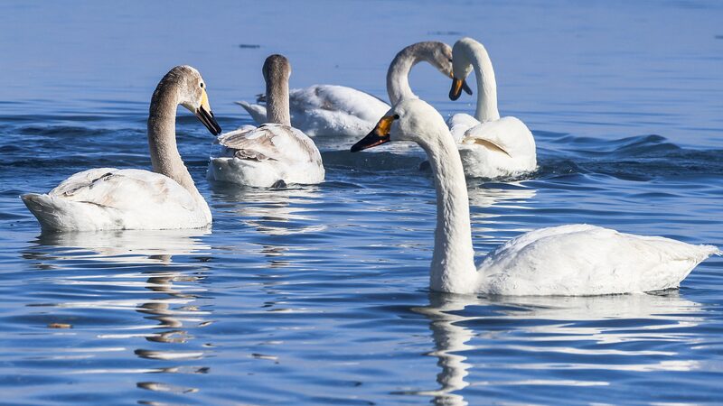 _Las_majestuosas_cisnes_cantores_regresan_a_Xinjiang_para_reproducirse_ video poster