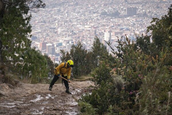 Las_plantas_invasoras_alimentan_los_incendios_forestales_de_Bogota___co_mo_las_especies_extranjeras_intensifican_el_fuego