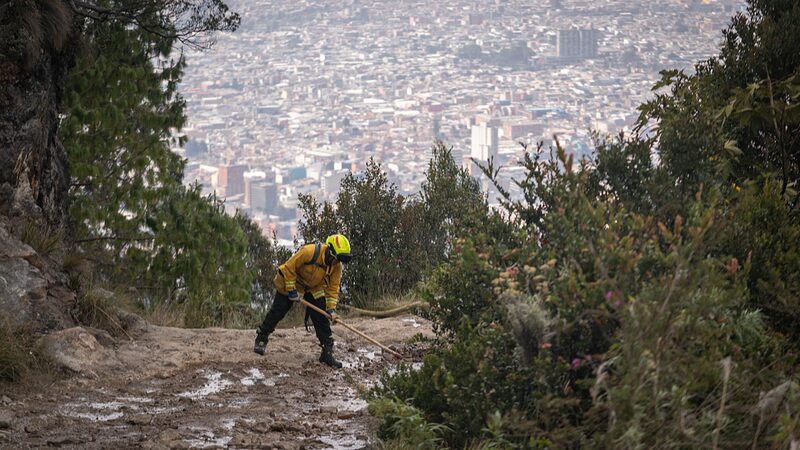 Las_plantas_invasoras_alimentan_los_incendios_forestales_de_Bogota___co_mo_las_especies_extranjeras_intensifican_el_fuego