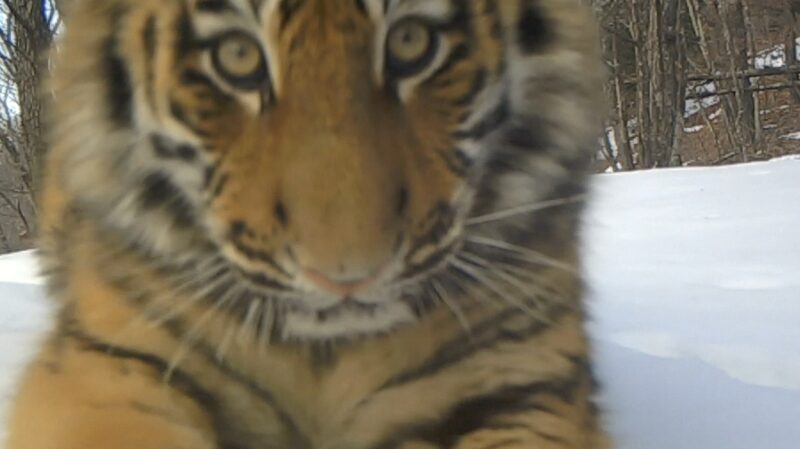 Las_poblaciones_de_tigres_silvestres_y_leopardos_se_disparan_en_el_Parque_Nacional_del_Noreste_de_China