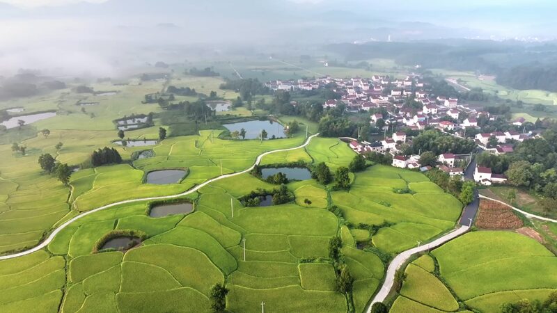 Las_terrazas_de_arroz_de_Anhui__un_suen_o_dorado_en_las_montan_as__ video poster