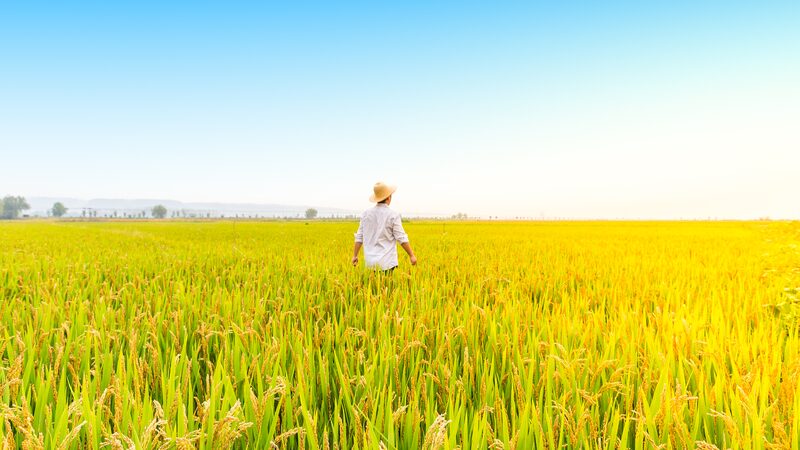 Las_tierras_agri_colas_de_China_crecen_durante_tres_an_os_consecutivos___