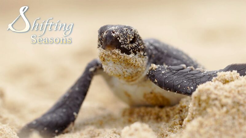 Las_tortugas_verdes_marinas_en_peligro_regresan_a_las_playas_del_sur_de_China_para_la_temporada_de_anidacio_n__ video poster
