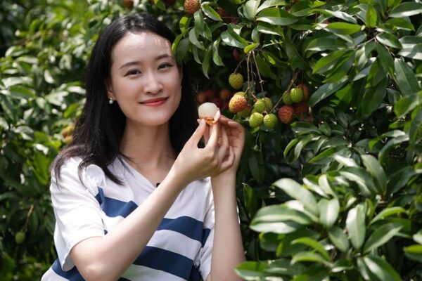 Las transmisiones en vivo con 5G empoderan a agricultores de lichi en el distrito de Zengcheng, Guangzhou Las_transmisiones_en_vivo_con_5G_empoderan_a_agricultores_de_lichi_en_el_distrito_de_Zengcheng__Guangzhou video poster