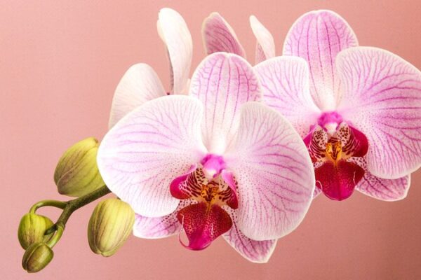 Las ventas de flores florecen en China a medida que se acerca el Festival de Primavera 🌸 Las_ventas_de_flores_florecen_en_China_a_medida_que_se_acerca_el_Festival_de_Primavera__