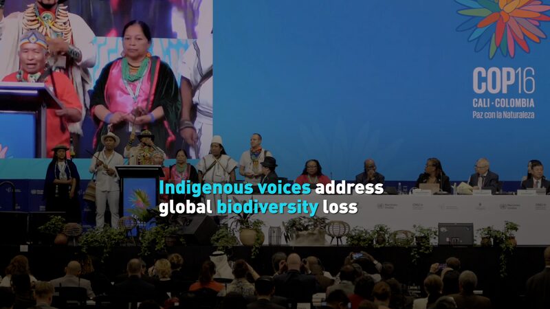 Las_voces_indi_genas_se_alzan_en_COP16_contra_la_pe_rdida_de_biodiversidad__ video poster