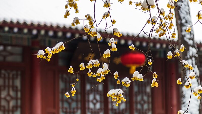 Layue__La_Cuenta_Regresiva_Alegre_hacia_el_Festival_de_Primavera_de_China