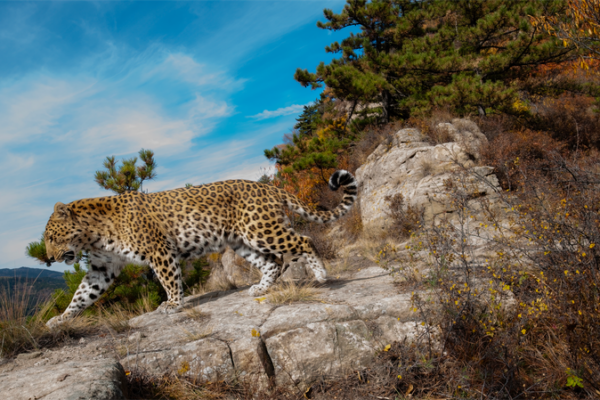 Leopardos_salvajes_avistados_vagando_por_las_montan_as_del_norte_de_China