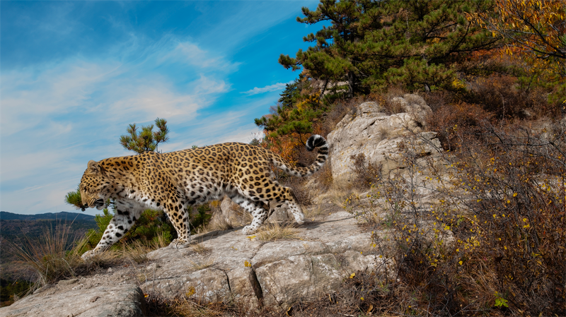 Leopardos_salvajes_avistados_vagando_por_las_montan_as_del_norte_de_China