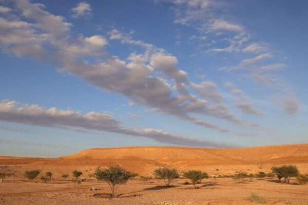 Li_deres_globales_se_unen_en_la_COP16_en_Arabia_Saudita_para_combatir_la_desertificacio_n___