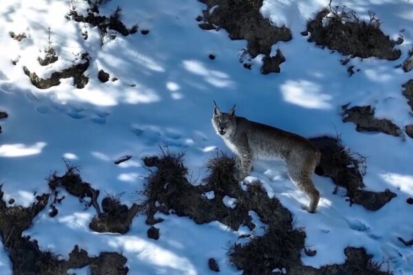 Lince salvaje avistado rondando las montañas nevadas de Qinghai 🐾 Lince_salvaje_avistado_rondando_las_montan_as_nevadas_de_Qinghai__ video poster
