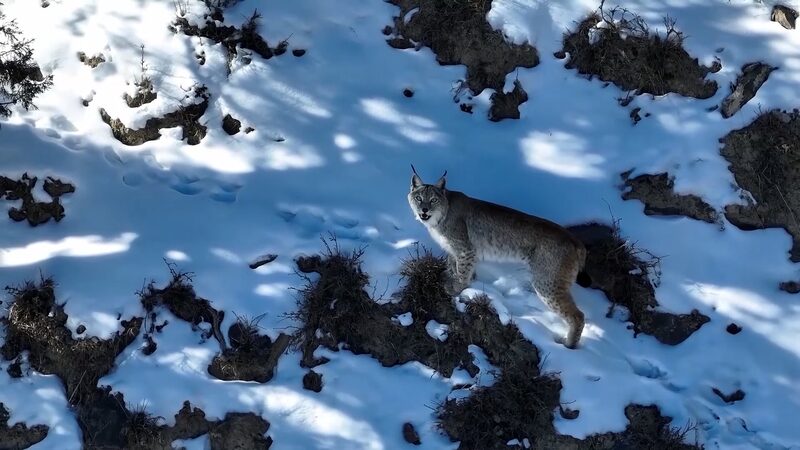 Lince_salvaje_avistado_rondando_las_montan_as_nevadas_de_Qinghai__ video poster