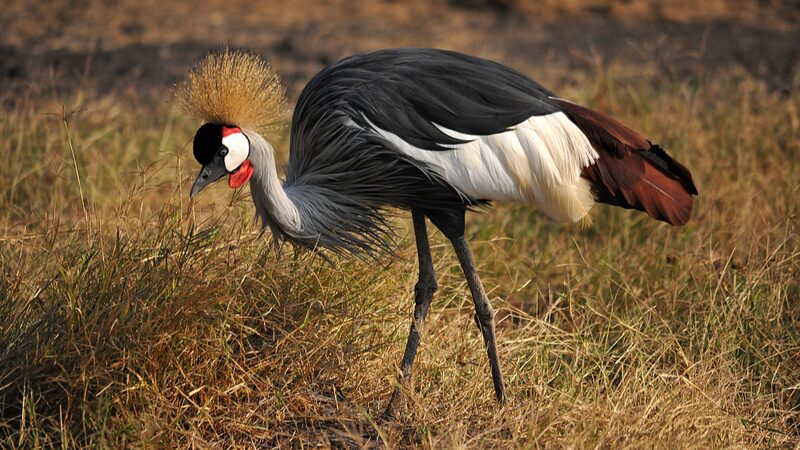 Llamado_Urgente_para_Salvar_a_las_Gru_as_Coronadas_Grises_en_Peligro_de_Tanzania