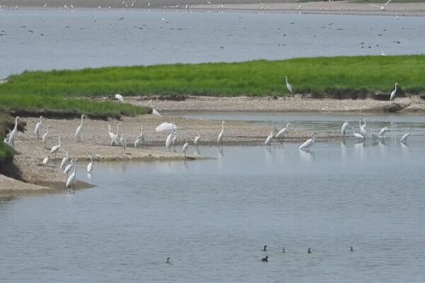 Llegada_E_pica__30_000_Aves_Migratorias_Llegan_al_Lago_Dongting_en_China____ video poster