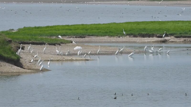 Llegada_E_pica__30_000_Aves_Migratorias_Llegan_al_Lago_Dongting_en_China____ video poster