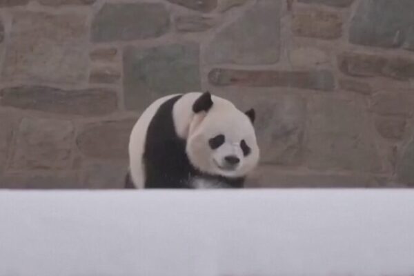 _Los_Pandas_Gigantes_Bao_Li_y_Qing_Bao_Hara_n_Su_Debut_Pu_blico_el_24_de_Enero_ video poster