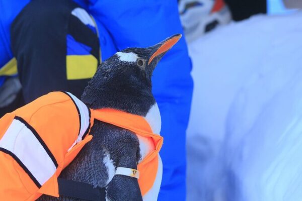 Los_Pingu_inos_Traviesos__Los_Pequen_os_Embajadores_de_Harbin