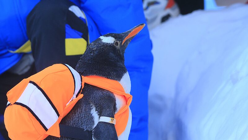 Los_Pingu_inos_Traviesos__Los_Pequen_os_Embajadores_de_Harbin