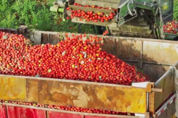 Los_Tomates_Maduros_de_Xinjiang__La_Misio_n_de_Abliz_para_Compartir_su_Sabor_con_el_Mundo video poster