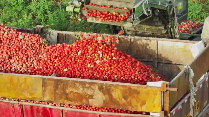 Los_Tomates_Maduros_de_Xinjiang__La_Misio_n_de_Abliz_para_Compartir_su_Sabor_con_el_Mundo video poster