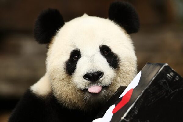 Los Únicos Pandas Gigantes del Hemisferio Sur, Wang Wang y Fu Ni, Regresan a China Los_U_nicos_Pandas_Gigantes_del_Hemisferio_Sur__Wang_Wang_y_Fu_Ni__Regresan_a_China
