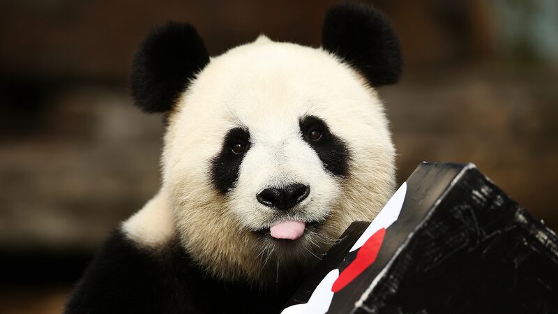 Los_U_nicos_Pandas_Gigantes_del_Hemisferio_Sur__Wang_Wang_y_Fu_Ni__Regresan_a_China