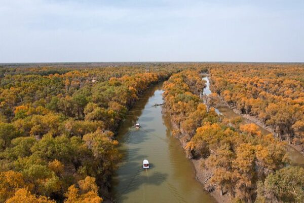 Los álamos del desierto de Xinjiang se vuelven dorados: una hipnotizante transformación de otoño 🌟 Los_a_lamos_del_desierto_de_Xinjiang_se_vuelven_dorados__una_hipnotizante_transformacio_n_de_oton_o__