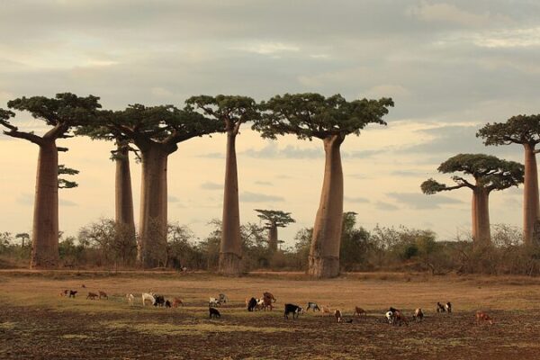 Los árboles baobab revelan sus secretos en un estudio genómico revolucionario 🌳 Los_a_rboles_baobab_revelan_sus_secretos_en_un_estudio_geno_mico_revolucionario__ video poster
