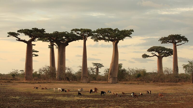 Los_a_rboles_baobab_revelan_sus_secretos_en_un_estudio_geno_mico_revolucionario__ video poster
