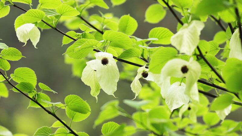 _Los_a_rboles_de_paloma_china_florecen_en_todo_su_esplendor_en_el_Monte_Fanjing_