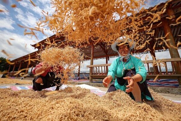 Los agricultores chinos aumentan sus ingresos cultivando hierbas medicinales 🌿 Los_agricultores_chinos_aumentan_sus_ingresos_cultivando_hierbas_medicinales__