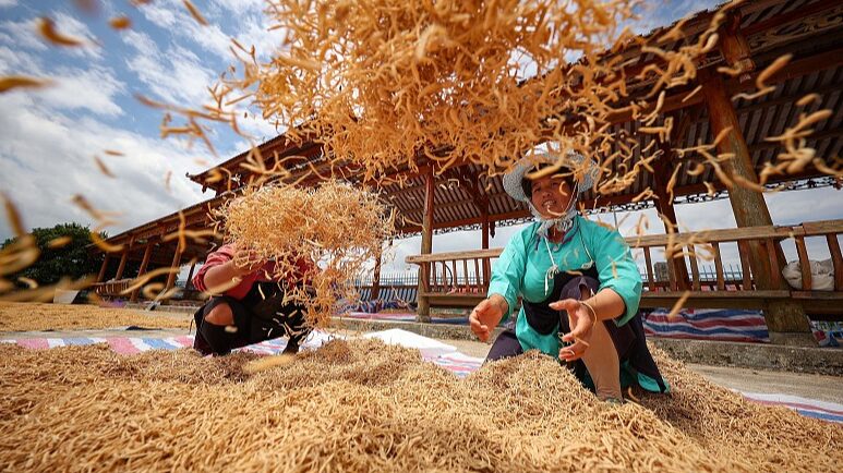 Los_agricultores_chinos_aumentan_sus_ingresos_cultivando_hierbas_medicinales__