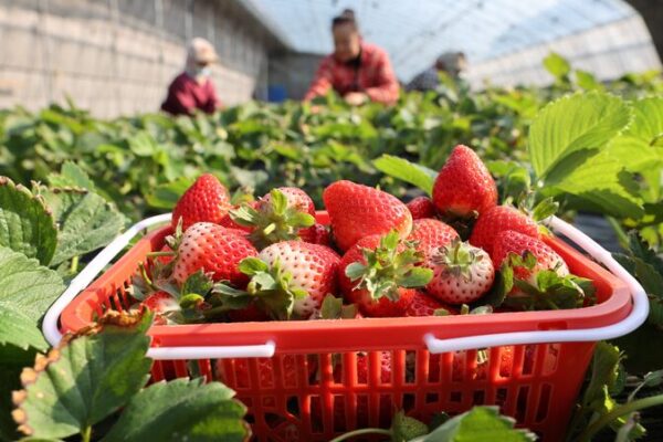 _Los_agricultores_chinos_se_apresuran_a_cosechar_antes_de_que_llegue_la_gran_nevada_____