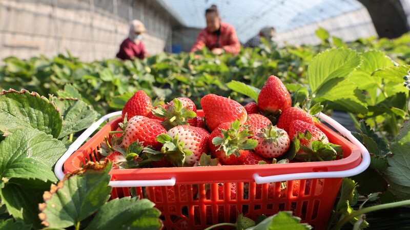 _Los_agricultores_chinos_se_apresuran_a_cosechar_antes_de_que_llegue_la_gran_nevada_____