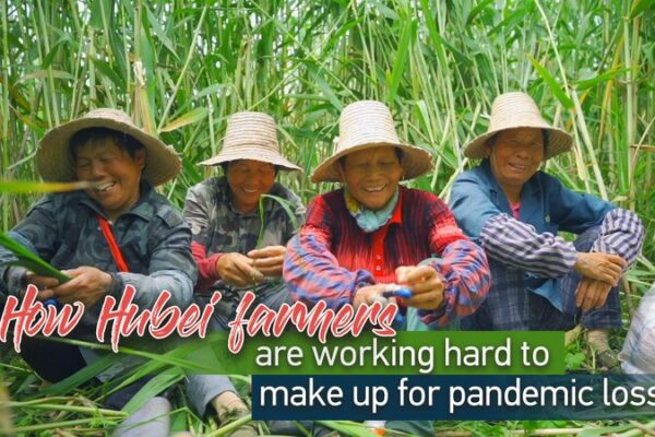 Los agricultores de Hubei se apresuran a traer de vuelta el Zongzi tras las pérdidas de la epidemia Los_agricultores_de_Hubei_se_apresuran_a_traer_de_vuelta_el_Zongzi_tras_las_pe_rdidas_de_la_epidemia video poster