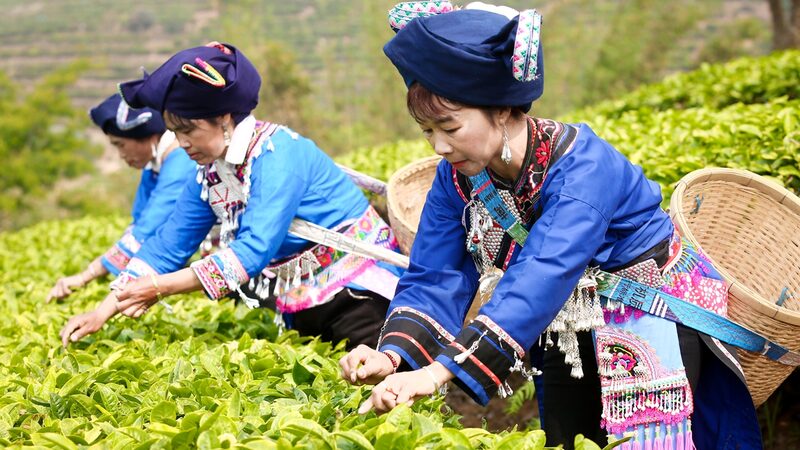 Los_agricultores_de_te__celebran_la_cosecha_de_primavera_en_toda_la_China_continental___