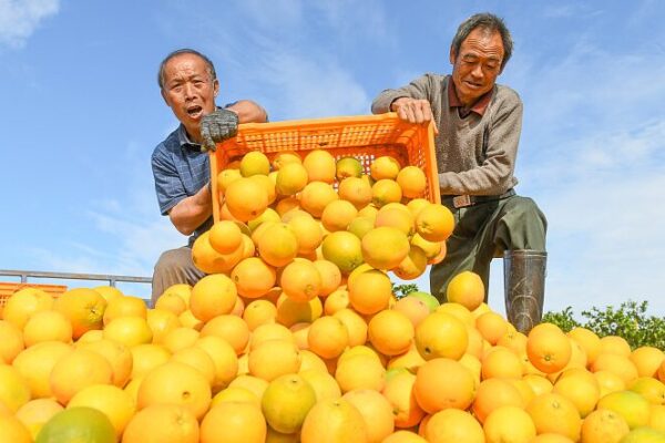 Los agricultores en Hunan aprovechan el auge digital con una jugosa cosecha de naranjas 🍊 Los_agricultores_en_Hunan_aprovechan_el_auge_digital_con_una_jugosa_cosecha_de_naranjas__