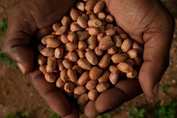 Los_agricultores_indios_recurren_a_supersemillas_para_combatir_el_cambio_clima_tico___