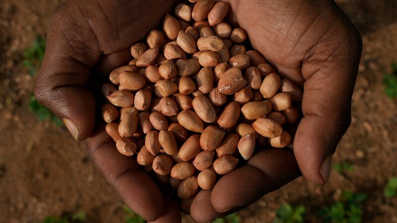Los_agricultores_indios_recurren_a_supersemillas_para_combatir_el_cambio_clima_tico___