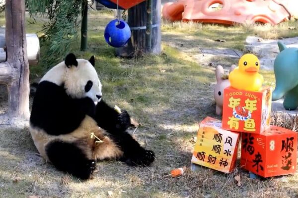 _Los_animales_celebran_el_An_o_Nuevo_con_banquetes_personalizados_en_Shangha_i_ video poster