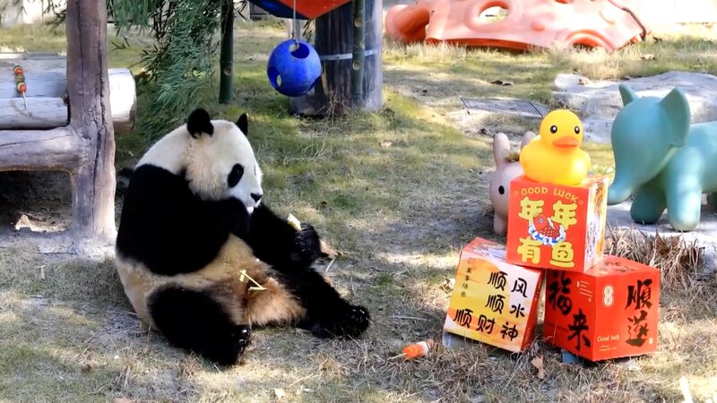 _Los_animales_celebran_el_An_o_Nuevo_con_banquetes_personalizados_en_Shangha_i_ video poster