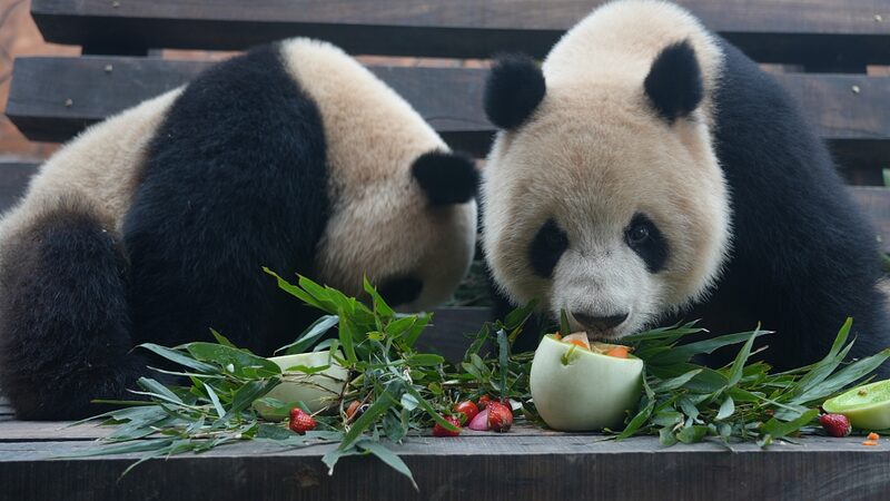 Los_animales_celebran_el_Festival_de_los_Faroles_en_el_parque_tema_tico_de_Chongqing___