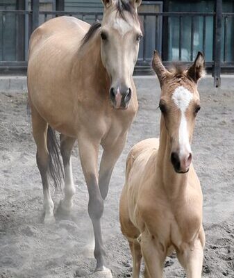 Los_animales_disfrutan_del_verano_en_el_Eco_Parque_de_Urumqi video poster