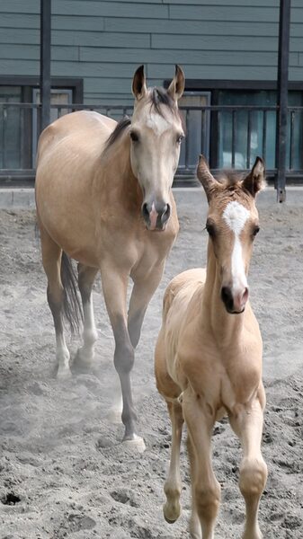 Los_animales_disfrutan_del_verano_en_el_Eco_Parque_de_Urumqi video poster