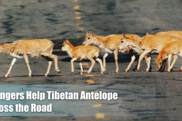 Los antílopes tibetanos toman la carretera: conductores esperan pacientemente en Hoh Xil Los_anti_lopes_tibetanos_toman_la_carretera__conductores_esperan_pacientemente_en_Hoh_Xil video poster